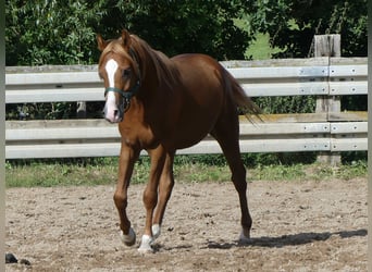 Arabian horses, Gelding, 2 years, 14.2 hh, Chestnut-Red