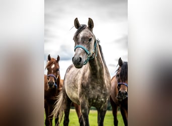 Arabian horses, Gelding, 2 years, 14,2 hh, Gray