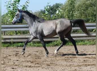 Arabian horses, Gelding, 2 years, 14.2 hh, Gray