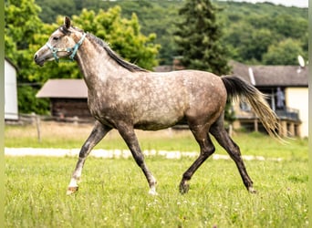 Arabian horses, Gelding, 2 years, 14,2 hh, Gray