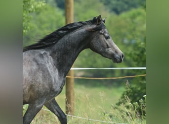Arabian horses, Gelding, 2 years, 14.2 hh, Gray