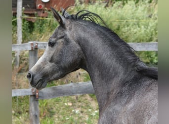 Arabian horses, Gelding, 2 years, 14.2 hh, Gray