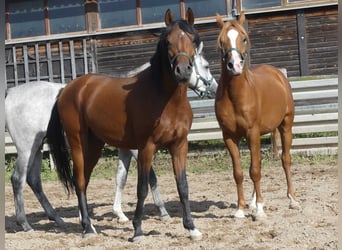 Arabian horses, Gelding, 2 years, 14.3 hh, Brown