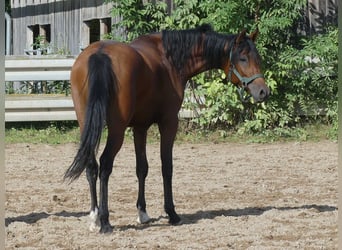 Arabian horses, Gelding, 2 years, 14.3 hh, Brown