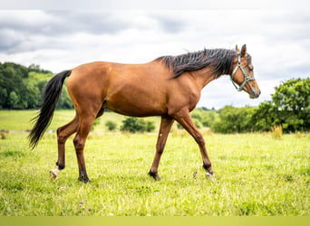 Arabian horses, Gelding, 2 years, 14,3 hh, Brown