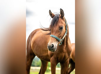 Arabian horses, Gelding, 2 years, 14,3 hh, Brown