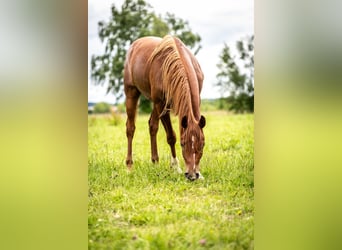 Arabian horses, Gelding, 2 years, 14,3 hh, Chestnut-Red