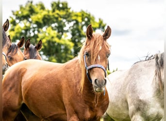 Arabian horses, Gelding, 2 years, 14,3 hh, Chestnut-Red