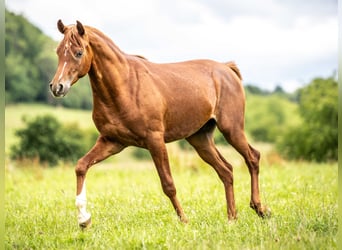 Arabian horses, Gelding, 2 years, 14,3 hh, Chestnut-Red