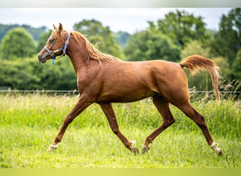 Arabian horses, Gelding, 2 years, 14,3 hh, Chestnut-Red