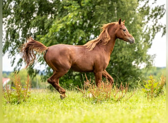 Arabian horses, Gelding, 2 years, 14,3 hh, Chestnut-Red