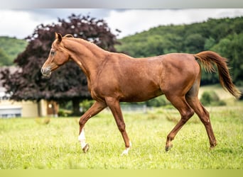 Arabian horses, Gelding, 2 years, 14,3 hh, Chestnut-Red