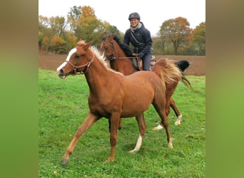 Arabian horses, Gelding, 2 years, 14,3 hh