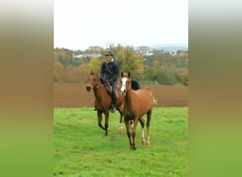 Arabian horses, Gelding, 2 years, 14,3 hh