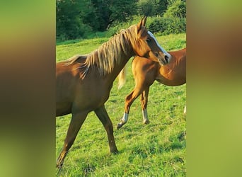 Arabian horses, Gelding, 2 years, 14,3 hh