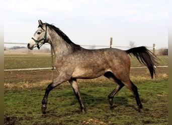 Arabian horses, Gelding, 2 years, 14,3 hh, Gray-Dapple