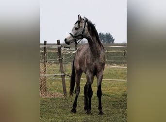 Arabian horses, Gelding, 2 years, 14,3 hh, Gray-Dapple