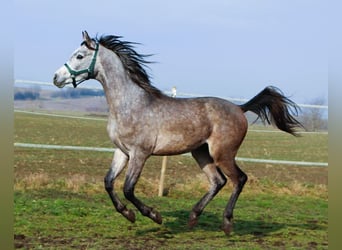 Arabian horses, Gelding, 2 years, 14,3 hh, Gray-Dapple