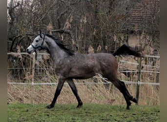 Arabian horses, Gelding, 2 years, 14,3 hh, Gray-Dapple