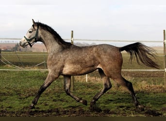 Arabian horses, Gelding, 2 years, 14,3 hh, Gray-Dapple