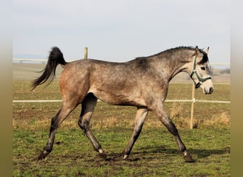 Arabian horses, Gelding, 2 years, 14,3 hh, Gray-Dapple