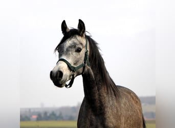 Arabian horses, Gelding, 2 years, 14,3 hh, Gray-Dapple