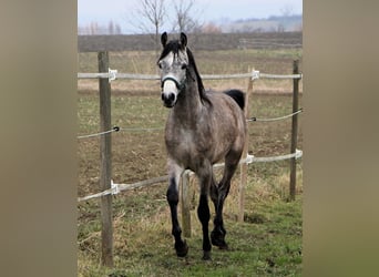 Arabian horses, Gelding, 2 years, 14,3 hh, Gray-Dapple