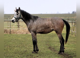 Arabian horses, Gelding, 2 years, 14,3 hh, Gray-Dapple