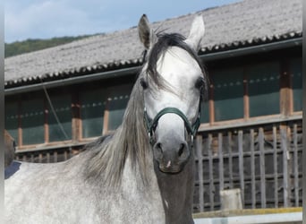 Arabian horses, Gelding, 2 years, 14.3 hh, Gray