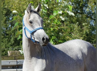 Arabian horses, Gelding, 2 years, 14.3 hh, Gray