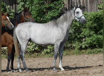Arabian horses, Gelding, 2 years, 14.3 hh, Gray