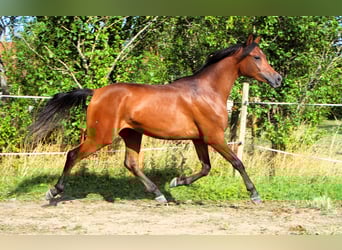 Arabian horses, Gelding, 2 years, 14,2 hh, Bay-Dark