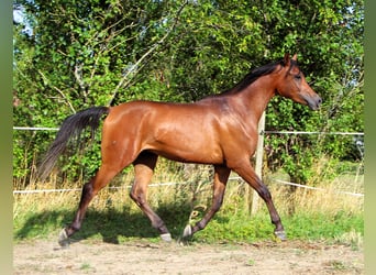 Arabian horses, Gelding, 2 years, 14,2 hh, Bay-Dark