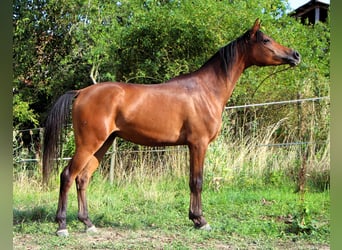 Arabian horses, Gelding, 2 years, 14,2 hh, Bay-Dark