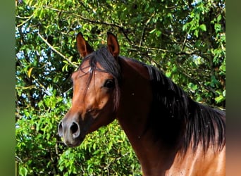 Arabian horses, Gelding, 2 years, 14,2 hh, Bay-Dark