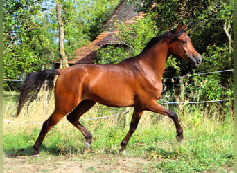 Arabian horses, Gelding, 2 years, 14,2 hh, Bay-Dark