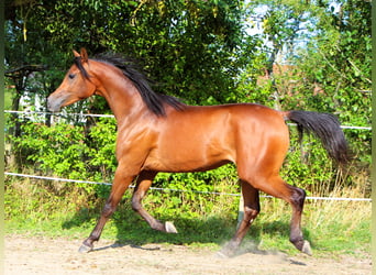 Arabian horses, Gelding, 2 years, 14,2 hh, Bay-Dark