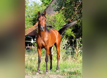 Arabian horses, Gelding, 2 years, 14,2 hh, Bay-Dark