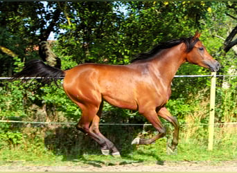 Arabian horses, Gelding, 2 years, 14,2 hh, Bay-Dark