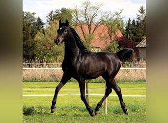 Arabian horses, Gelding, 2 years, 15.1 hh, Bay-Dark