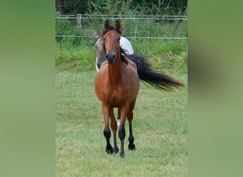 Arabian horses, Gelding, 2 years, 15,1 hh, Bay