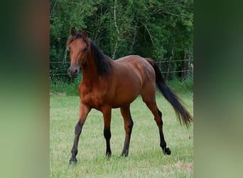 Arabian horses, Gelding, 2 years, 15,1 hh, Bay