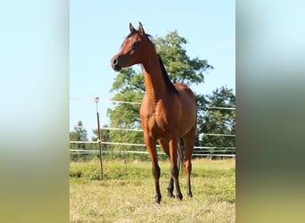 Arabian horses, Gelding, 2 years, 15.1 hh, Brown