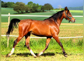 Arabian horses, Gelding, 2 years, 15.1 hh, Brown