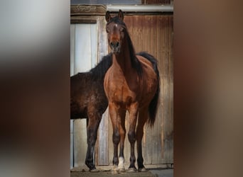 Arabian horses, Gelding, 2 years, 15.1 hh, Brown