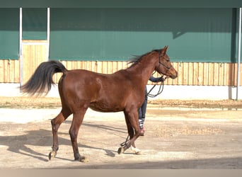 Arabian horses, Gelding, 2 years, 15.1 hh, Brown