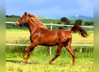 Arabian horses, Gelding, 2 years, 15.1 hh, Chestnut-Red