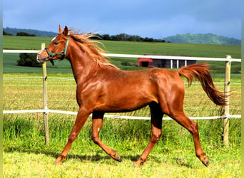 Arabian horses, Gelding, 2 years, 15.1 hh, Chestnut-Red