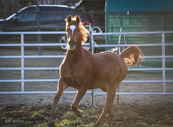 Arabian horses, Gelding, 2 years, 15.1 hh, Chestnut-Red
