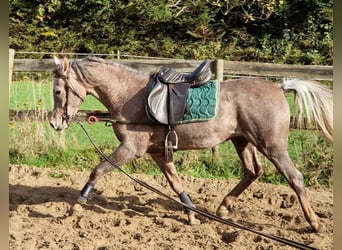 Arabian horses, Gelding, 2 years, 15,1 hh, Gray-Fleabitten